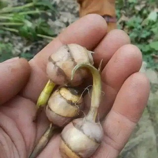 መርጌታ የባህል መድሃኒት መስጫ